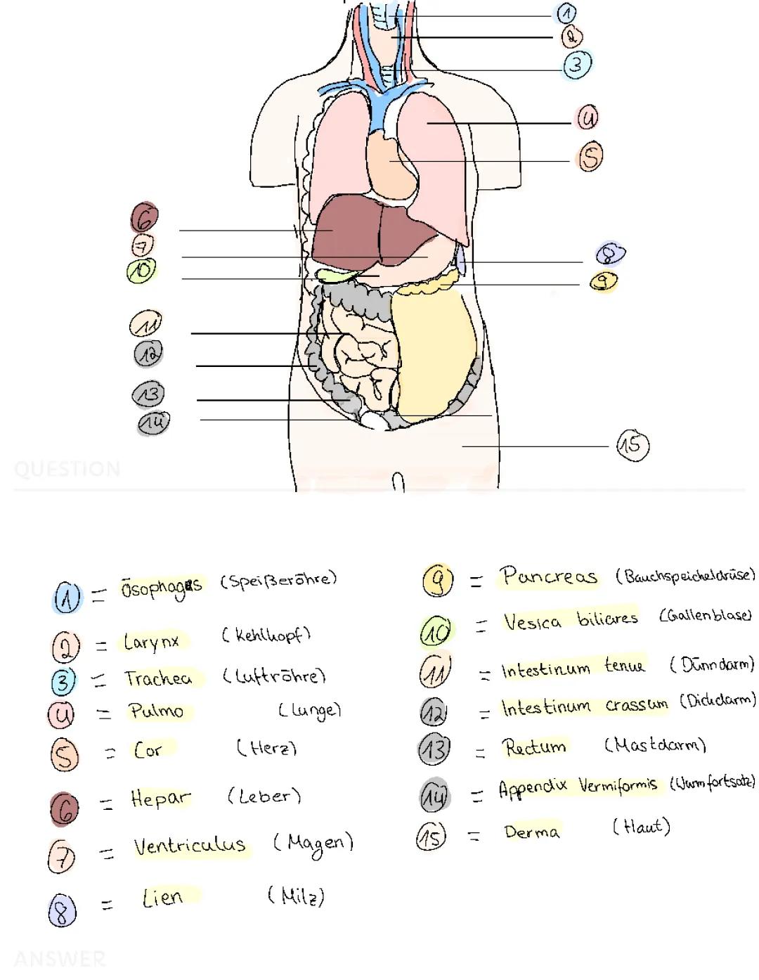Gesundheit und Prävention. Zwei Klausuren.