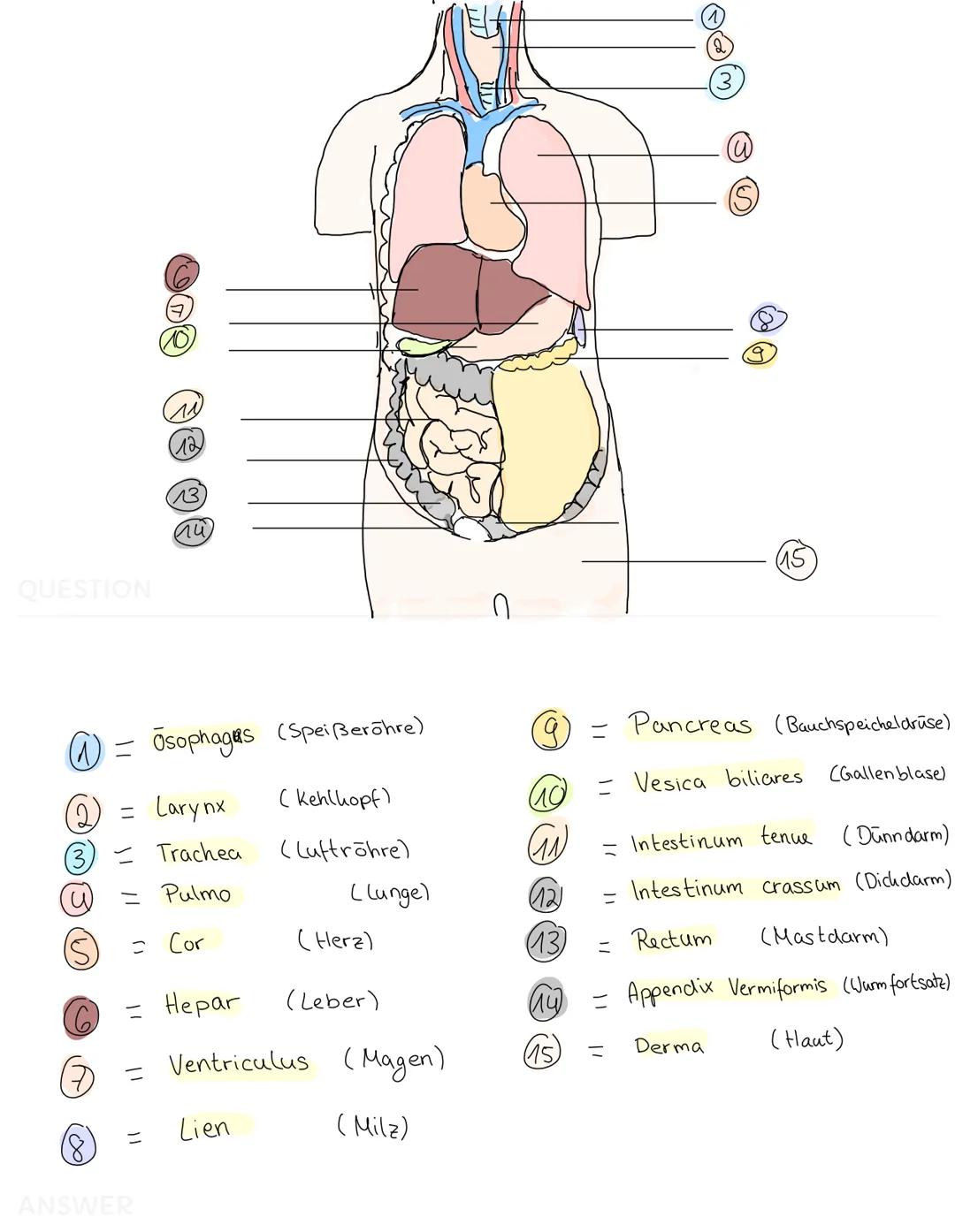 QUESTION
(S
C
= Osophages
(2) = Larynx
(3) Trachea
= Pulmo
= Cor
@
12
11
(13)
au
= Hepar
=
ANSWER
(Speißeröhre)
скепскорт)
(Luftröhre)
Lien
