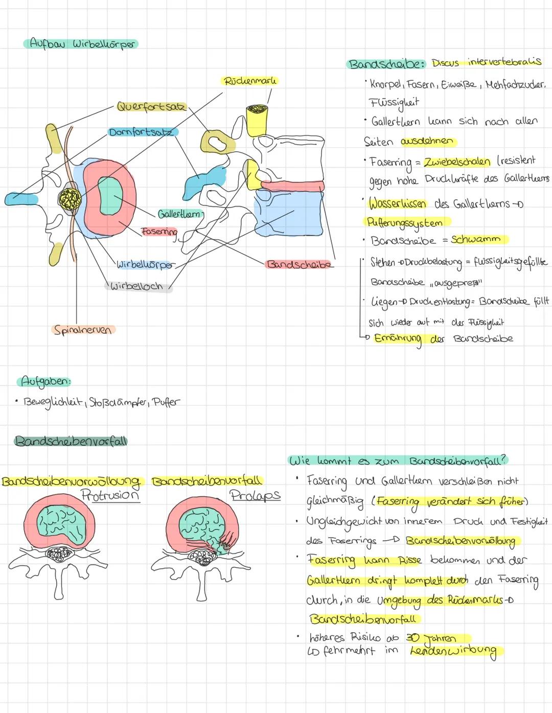 QUESTION
(S
C
= Osophages
(2) = Larynx
(3) Trachea
= Pulmo
= Cor
@
12
11
(13)
au
= Hepar
=
ANSWER
(Speißeröhre)
скепскорт)
(Luftröhre)
Lien
