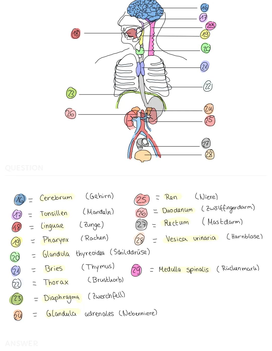 QUESTION
(S
C
= Osophages
(2) = Larynx
(3) Trachea
= Pulmo
= Cor
@
12
11
(13)
au
= Hepar
=
ANSWER
(Speißeröhre)
скепскорт)
(Luftröhre)
Lien

