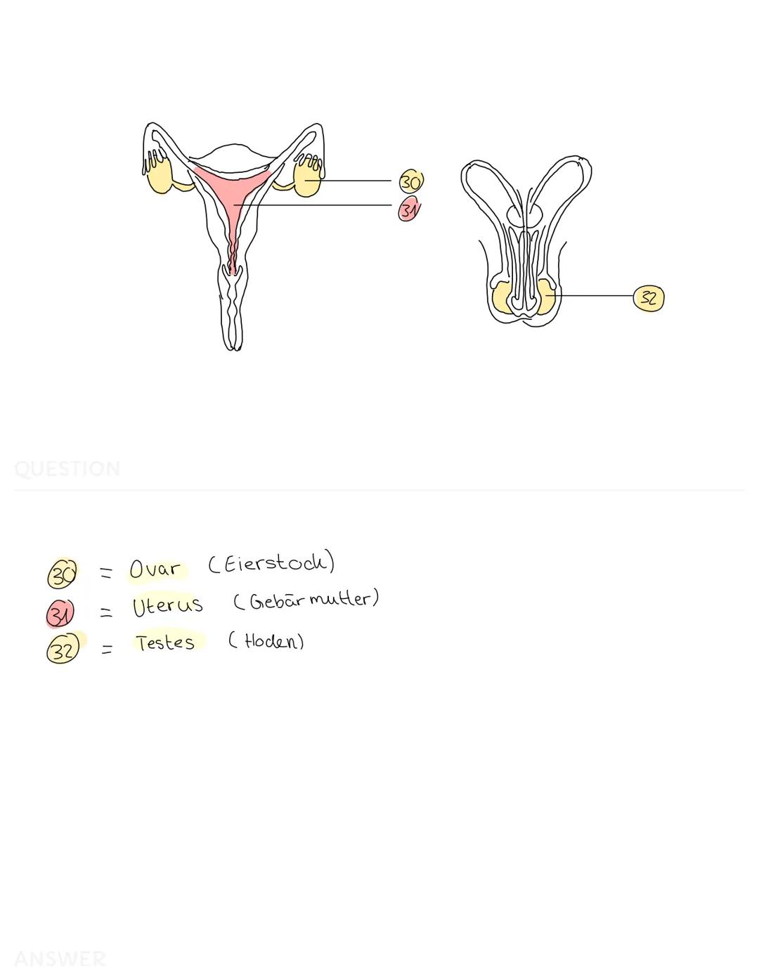 QUESTION
(S
C
= Osophages
(2) = Larynx
(3) Trachea
= Pulmo
= Cor
@
12
11
(13)
au
= Hepar
=
ANSWER
(Speißeröhre)
скепскорт)
(Luftröhre)
Lien
