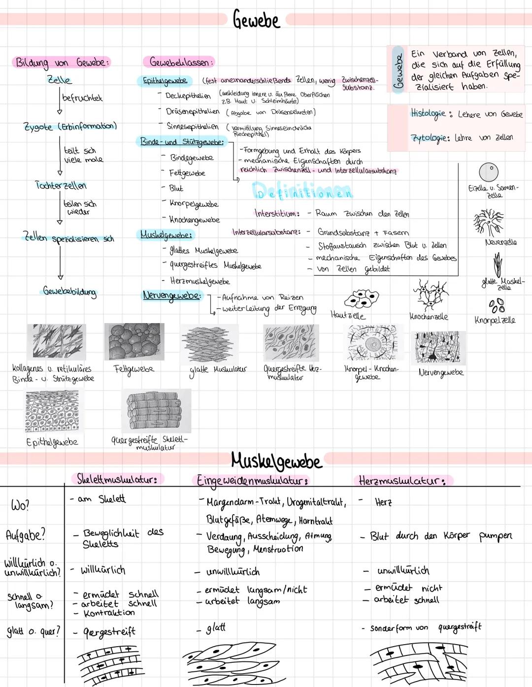 QUESTION
(S
C
= Osophages
(2) = Larynx
(3) Trachea
= Pulmo
= Cor
@
12
11
(13)
au
= Hepar
=
ANSWER
(Speißeröhre)
скепскорт)
(Luftröhre)
Lien
