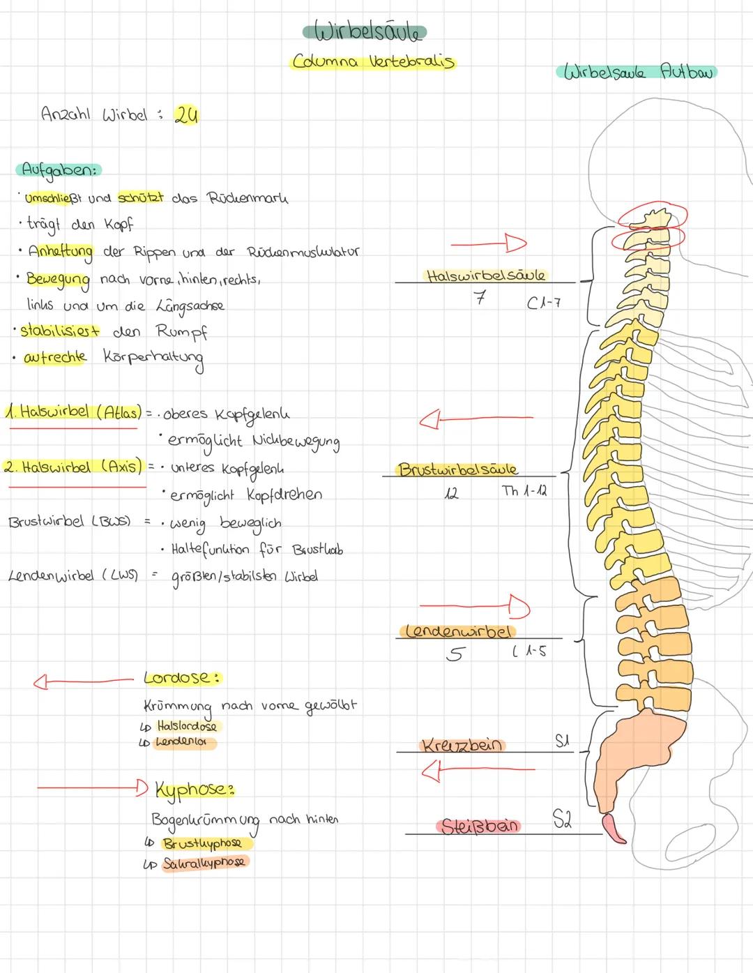 QUESTION
(S
C
= Osophages
(2) = Larynx
(3) Trachea
= Pulmo
= Cor
@
12
11
(13)
au
= Hepar
=
ANSWER
(Speißeröhre)
скепскорт)
(Luftröhre)
Lien
