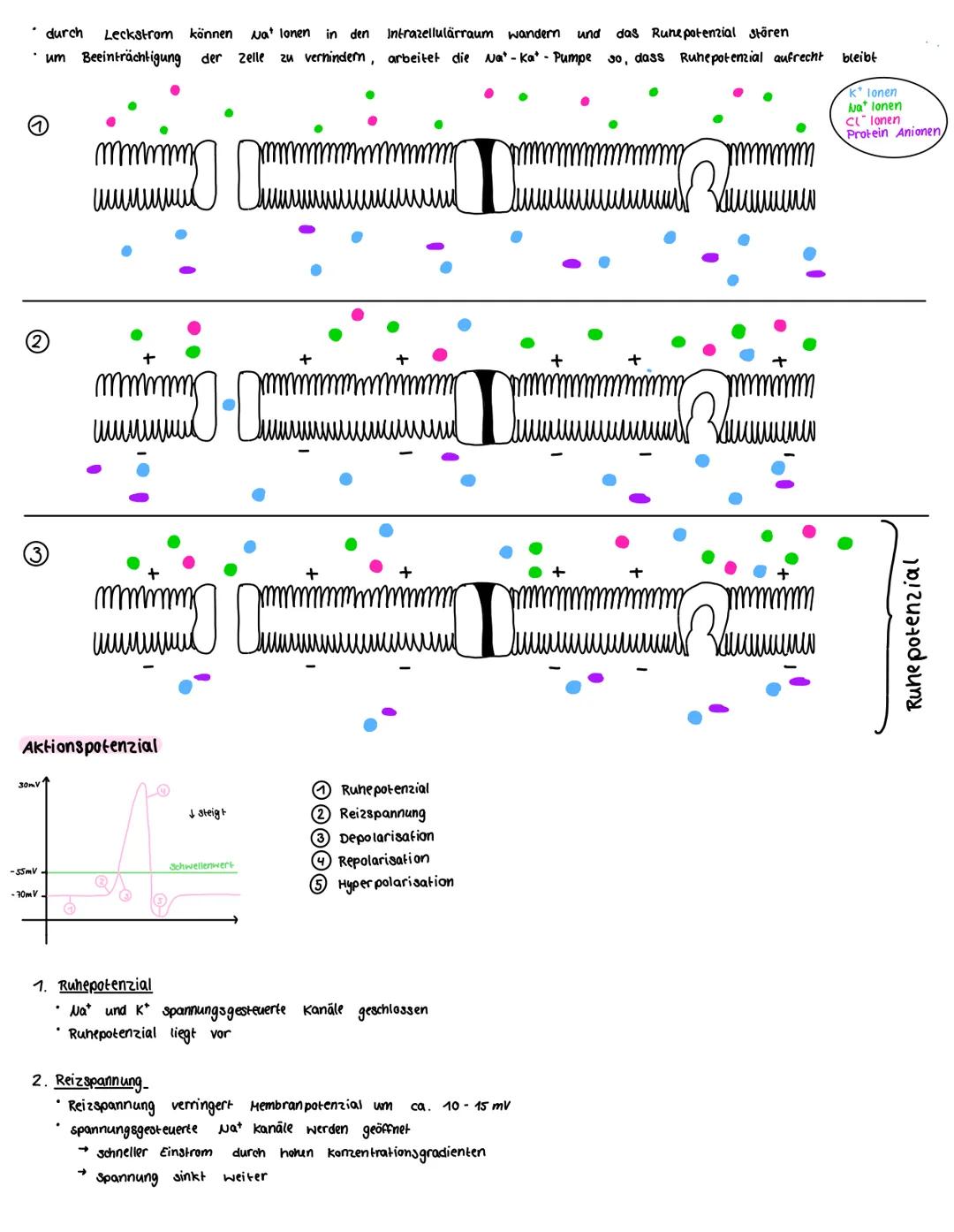 KLAUSUR 1.
Klausurthemen:
Vom Reiz zur Reaktion
Runepotenzial
Aktionspotezial
Weiterleitung des Aktionspotenzial
· Reizstärke und Reaktion
V
