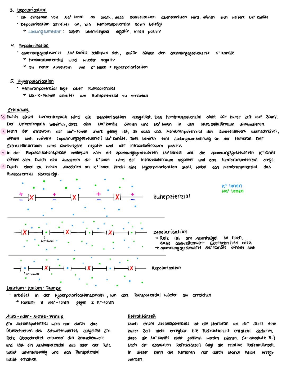 KLAUSUR 1.
Klausurthemen:
Vom Reiz zur Reaktion
Runepotenzial
Aktionspotezial
Weiterleitung des Aktionspotenzial
· Reizstärke und Reaktion
V