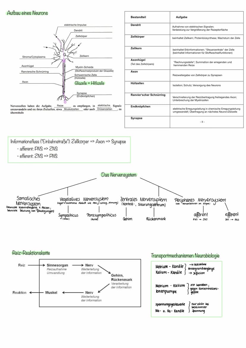 Inhalte Klausur II GK 11.2 Biologie
Inhalte
Generelles Basiswissen: Aufbau der Zellmembran, mögliche Transportvorgänge durch
Zellmembranen, 