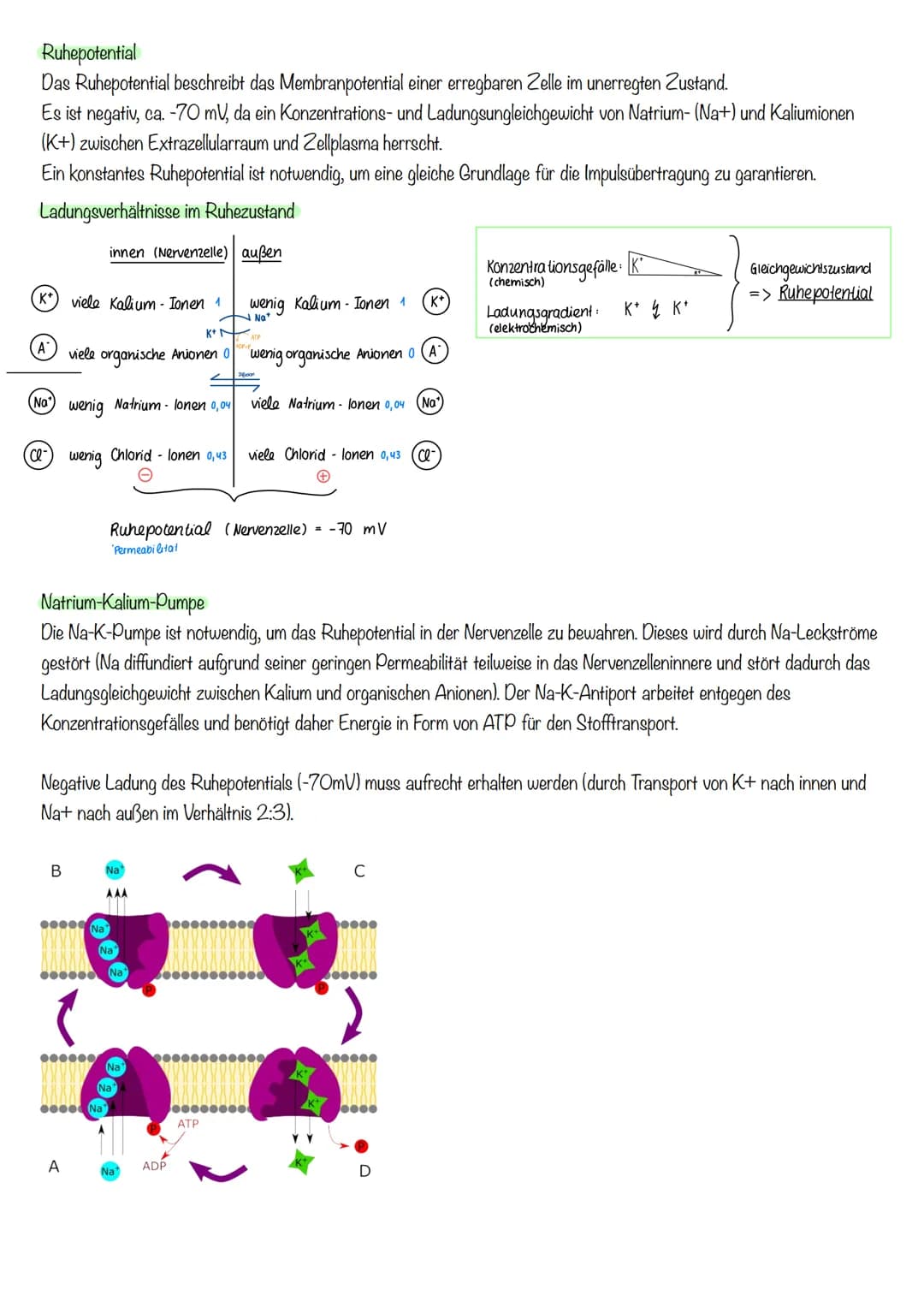 Inhalte Klausur II GK 11.2 Biologie
Inhalte
Generelles Basiswissen: Aufbau der Zellmembran, mögliche Transportvorgänge durch
Zellmembranen, 