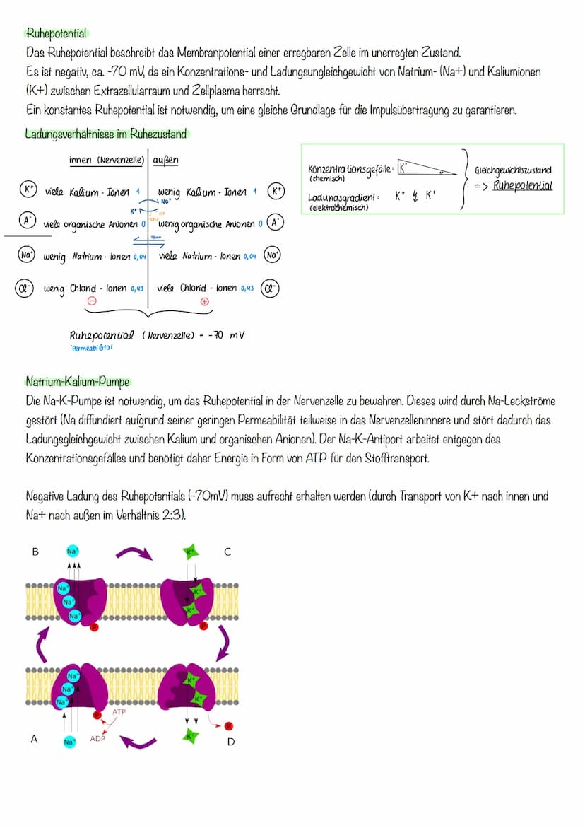 Inhalte Klausur II GK 11.2 Biologie
Inhalte
Generelles Basiswissen: Aufbau der Zellmembran, mögliche Transportvorgänge durch
Zellmembranen, 