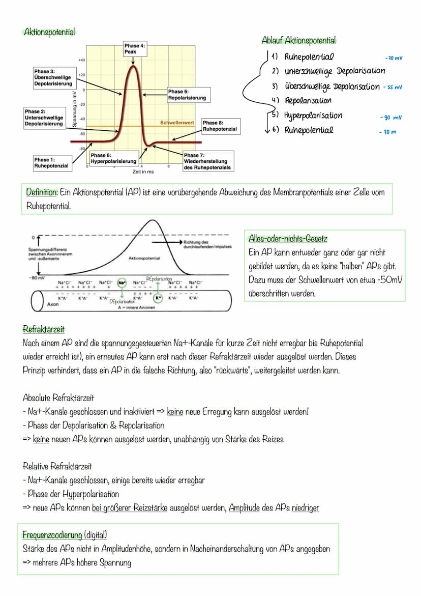 Inhalte Klausur II GK 11.2 Biologie
Inhalte
Generelles Basiswissen: Aufbau der Zellmembran, mögliche Transportvorgänge durch
Zellmembranen, 