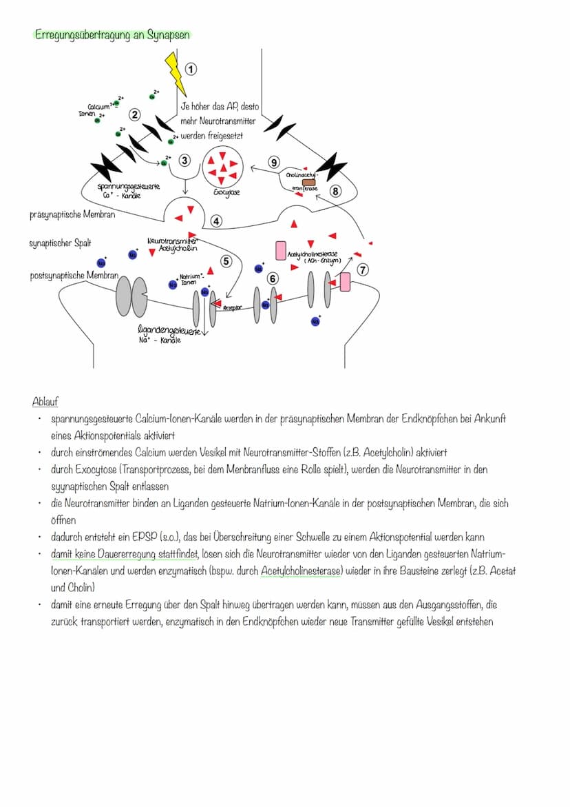 Inhalte Klausur II GK 11.2 Biologie
Inhalte
Generelles Basiswissen: Aufbau der Zellmembran, mögliche Transportvorgänge durch
Zellmembranen, 