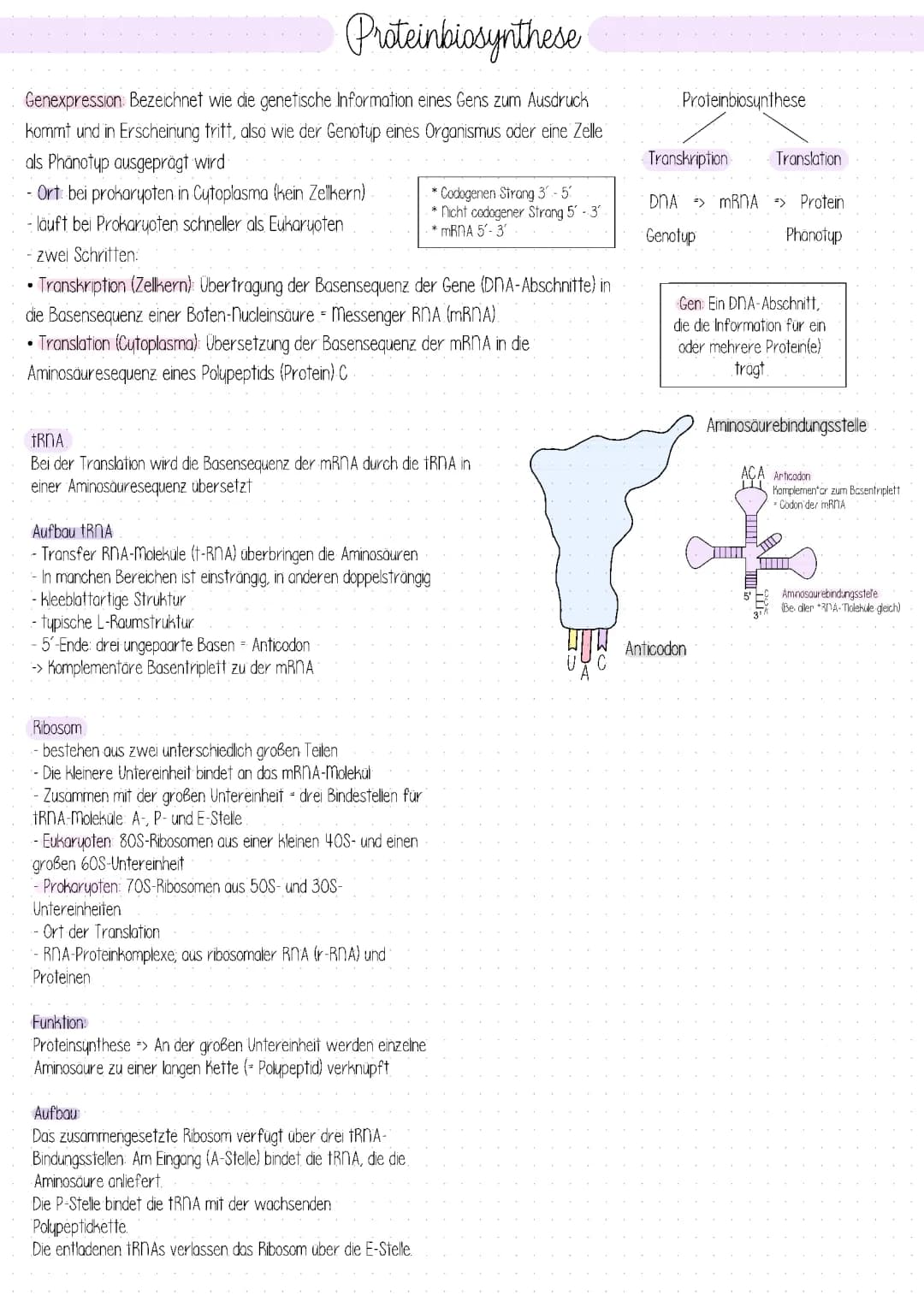 Proteinbiosynthese 