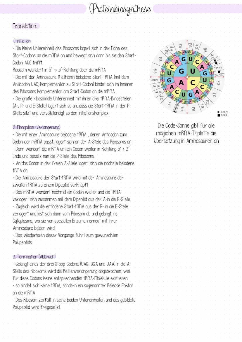 Proteinbiosynthese
Genexpression: Bezeichnet wie die genetische Information eines Gens zum Ausdruck
kommt und in Erscheinung tritt, also wie