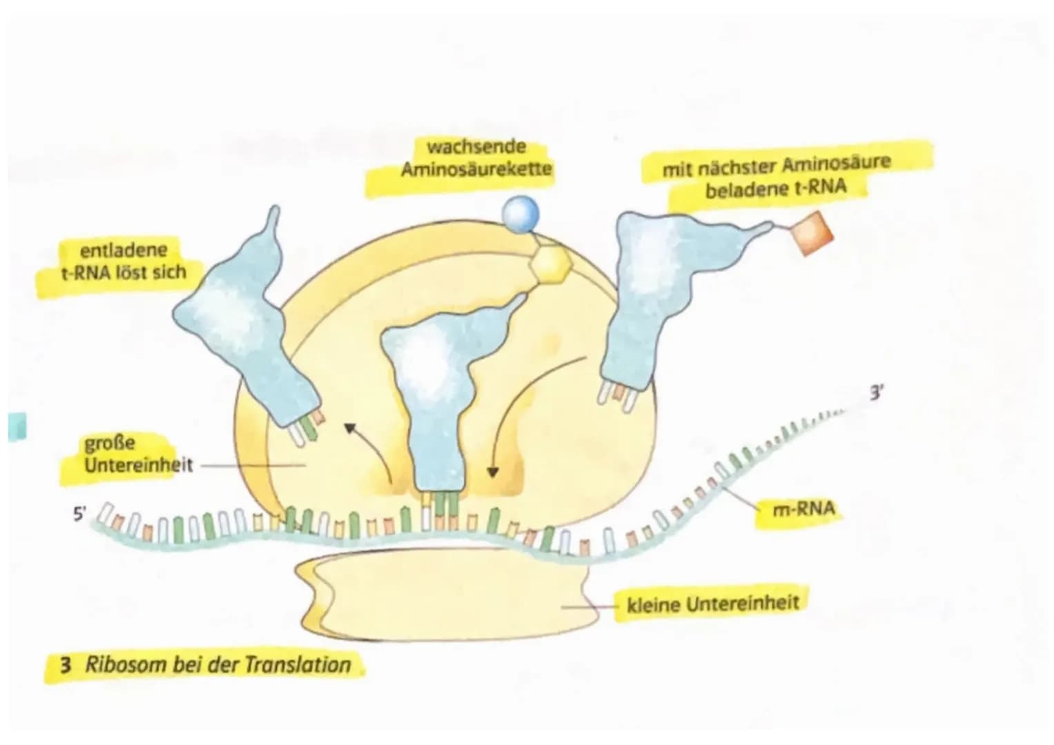 Proteinbiosynthese
Genexpression: Bezeichnet wie die genetische Information eines Gens zum Ausdruck
kommt und in Erscheinung tritt, also wie
