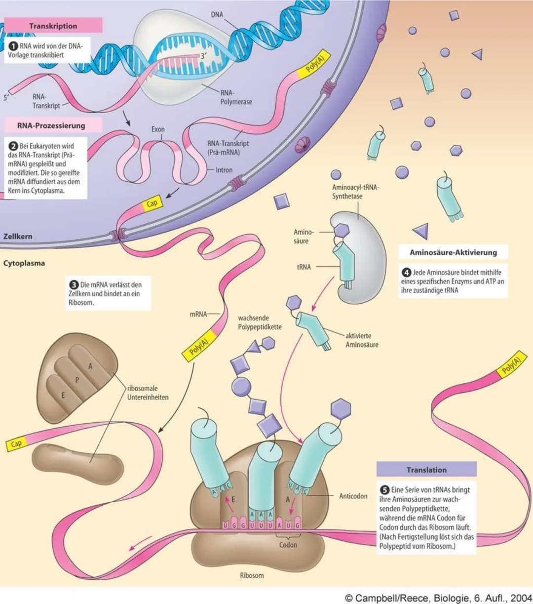 Proteinbiosynthese
Genexpression: Bezeichnet wie die genetische Information eines Gens zum Ausdruck
kommt und in Erscheinung tritt, also wie