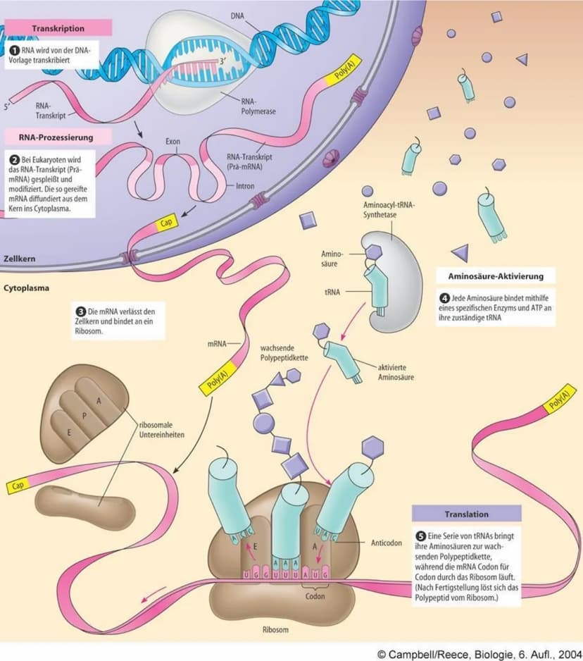 Proteinbiosynthese
Genexpression: Bezeichnet wie die genetische Information eines Gens zum Ausdruck
kommt und in Erscheinung tritt, also wie