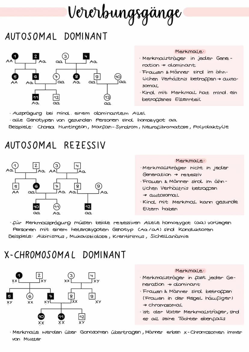 1. Grundbegriffe der Genetik
HUMANGENETIK
2. Zellzyklus & Mitose
3. Mejose
4. Stammbaumanalyse
→ Vererbungsgänge
Biologie
Klausur Genetik
5.