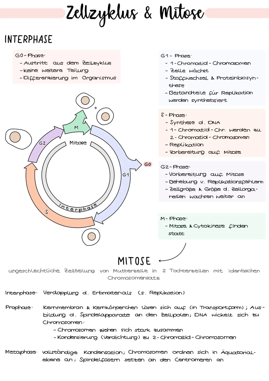 1. Grundbegriffe der Genetik
HUMANGENETIK
2. Zellzyklus & Mitose
3. Mejose
4. Stammbaumanalyse
→ Vererbungsgänge
Biologie
Klausur Genetik
5.