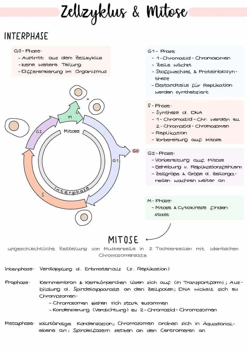 1. Grundbegriffe der Genetik
HUMANGENETIK
2. Zellzyklus & Mitose
3. Mejose
4. Stammbaumanalyse
→ Vererbungsgänge
Biologie
Klausur Genetik
5.