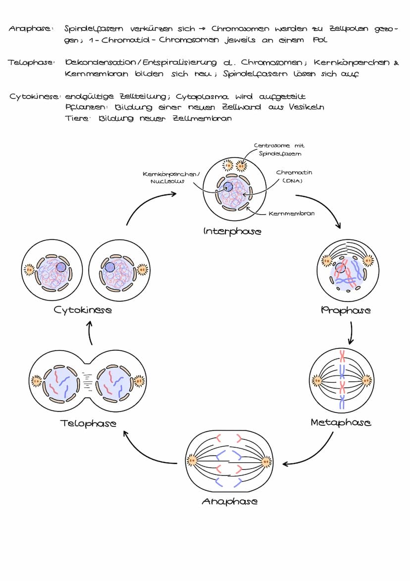 1. Grundbegriffe der Genetik
HUMANGENETIK
2. Zellzyklus & Mitose
3. Mejose
4. Stammbaumanalyse
→ Vererbungsgänge
Biologie
Klausur Genetik
5.