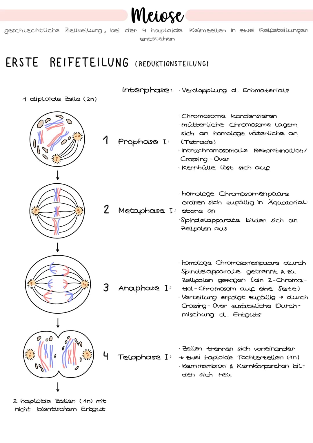 1. Grundbegriffe der Genetik
HUMANGENETIK
2. Zellzyklus & Mitose
3. Mejose
4. Stammbaumanalyse
→ Vererbungsgänge
Biologie
Klausur Genetik
5.
