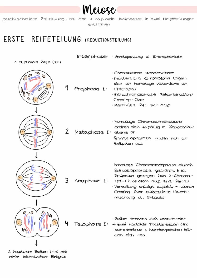 1. Grundbegriffe der Genetik
HUMANGENETIK
2. Zellzyklus & Mitose
3. Mejose
4. Stammbaumanalyse
→ Vererbungsgänge
Biologie
Klausur Genetik
5.