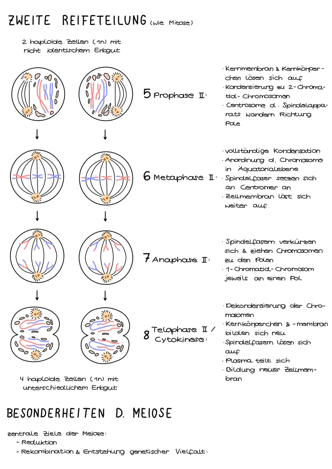1. Grundbegriffe der Genetik
HUMANGENETIK
2. Zellzyklus & Mitose
3. Mejose
4. Stammbaumanalyse
→ Vererbungsgänge
Biologie
Klausur Genetik
5.
