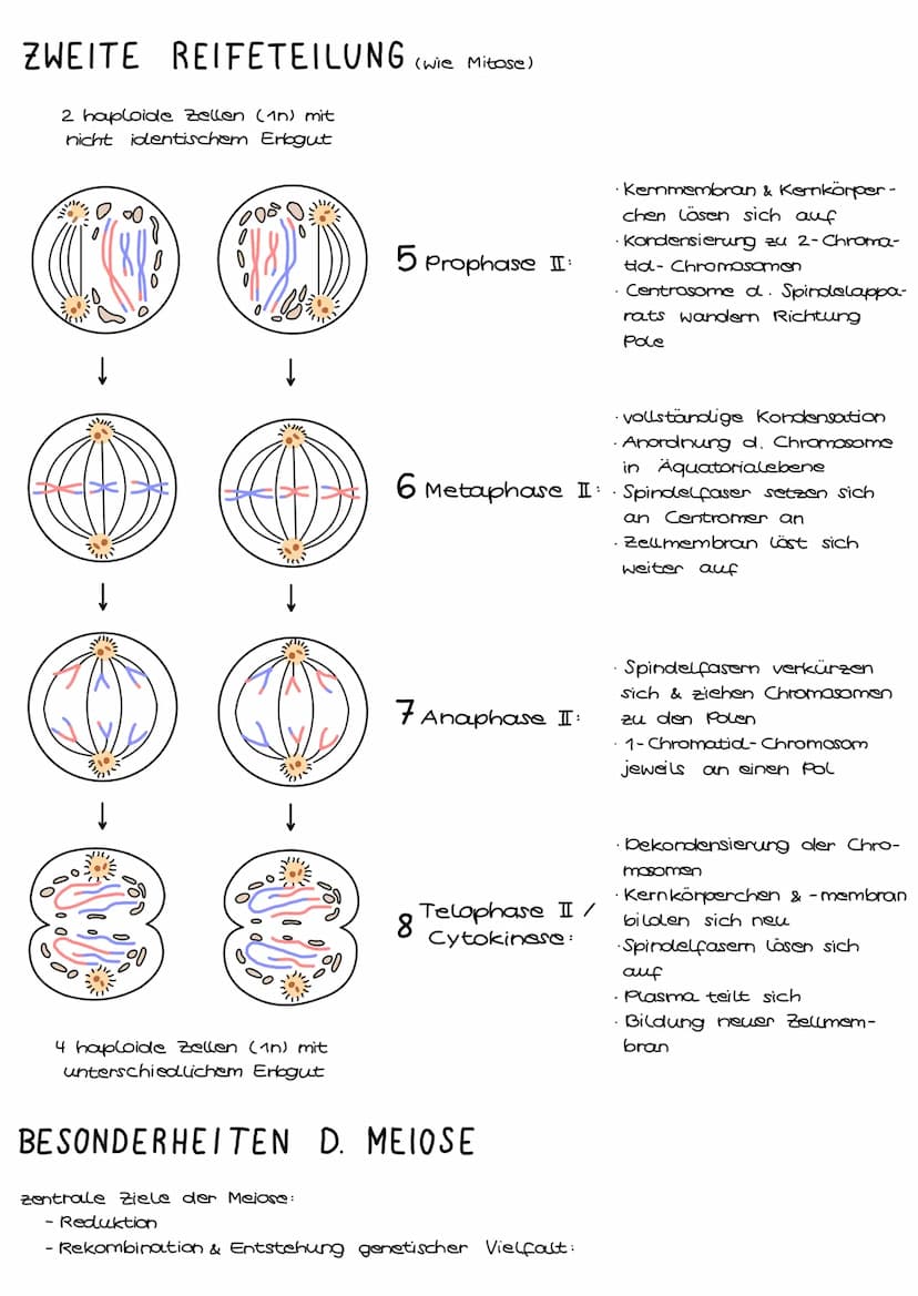 1. Grundbegriffe der Genetik
HUMANGENETIK
2. Zellzyklus & Mitose
3. Mejose
4. Stammbaumanalyse
→ Vererbungsgänge
Biologie
Klausur Genetik
5.