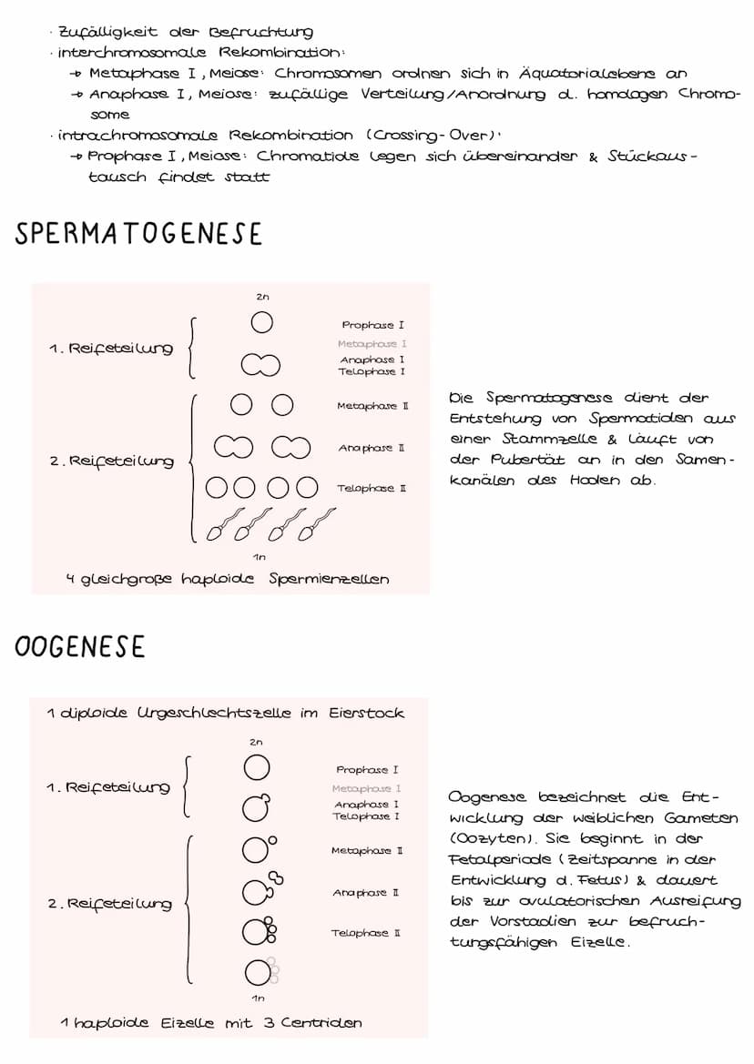 1. Grundbegriffe der Genetik
HUMANGENETIK
2. Zellzyklus & Mitose
3. Mejose
4. Stammbaumanalyse
→ Vererbungsgänge
Biologie
Klausur Genetik
5.