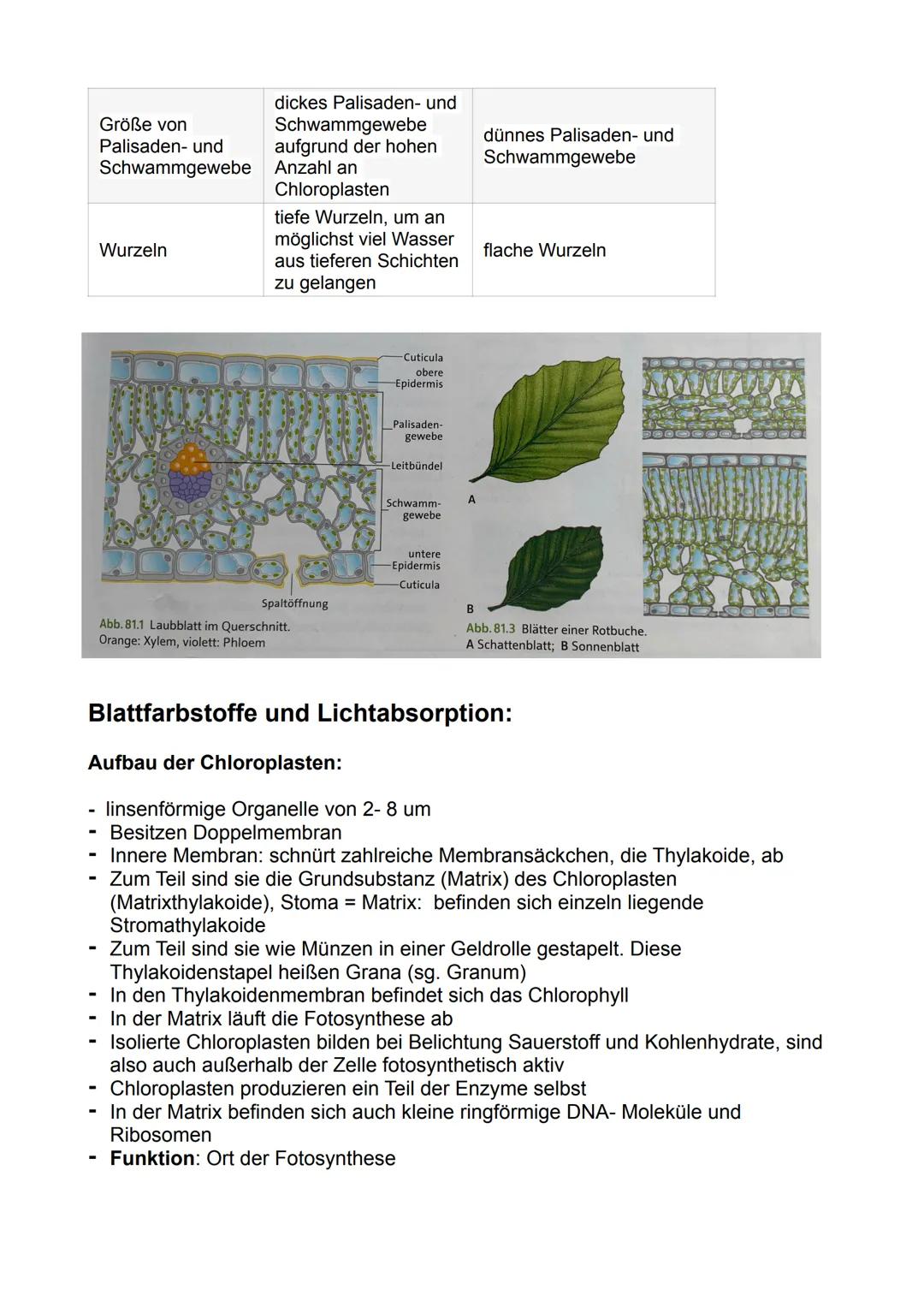 # Fotosynthese:

Bedeutung der Fotosynthese:

- Pflanzen und Prokaryoten können Biomasse, energiereiche organische
Substanzen, aus energiear