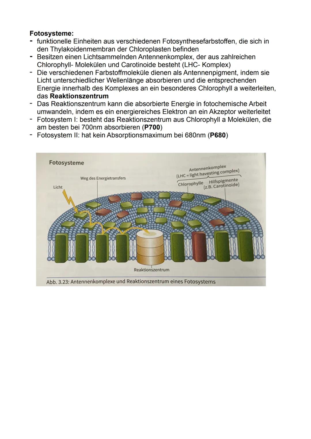 # Fotosynthese:

Bedeutung der Fotosynthese:

- Pflanzen und Prokaryoten können Biomasse, energiereiche organische
Substanzen, aus energiear