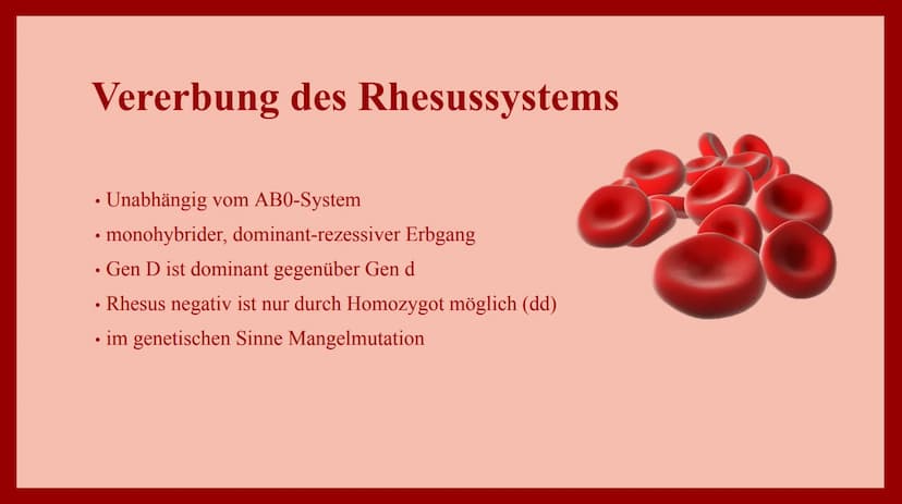 VERERBUNG DER
BLUTGRUPPEN
nach den Mendelschen Regeln 1. Das Blut und dessen Zusammensetzung
• ist ein Gewebe, das aus Blutzellen und einer 