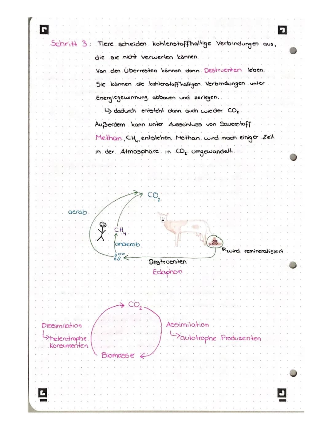 THLENSTOFF
KRE
E 1 S
P
Der Kohlenstoffkreislauf findet in & zwischen den verschiedenen Erdsphären
statt. Es werden kohlenstoffhaltige Verbin