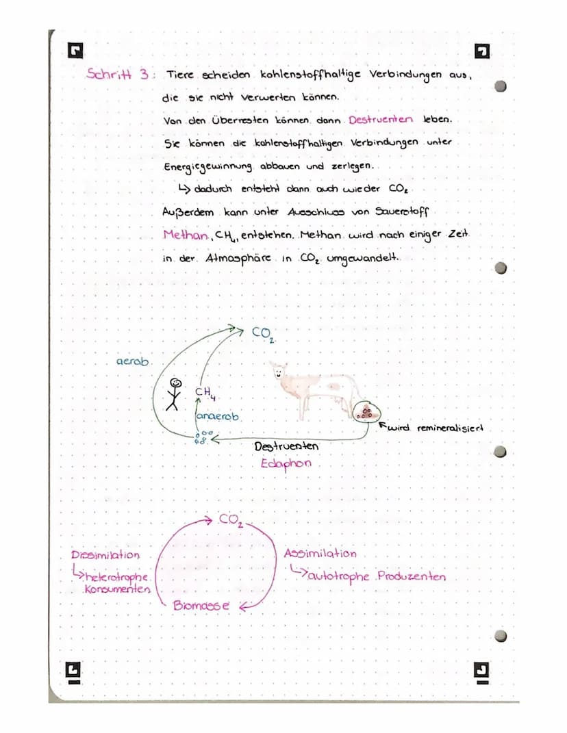 THLENSTOFF
KRE
E 1 S
P
Der Kohlenstoffkreislauf findet in & zwischen den verschiedenen Erdsphären
statt. Es werden kohlenstoffhaltige Verbin