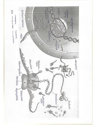 Know Proteinbiosynthese thumbnail