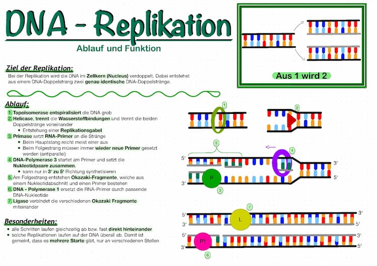 Know DNA-Replikation - Lernzettel (Biologie) thumbnail