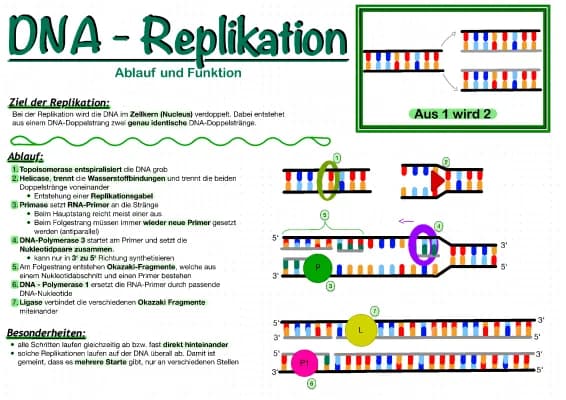 Know DNA-Replikation - Lernzettel (Biologie) thumbnail