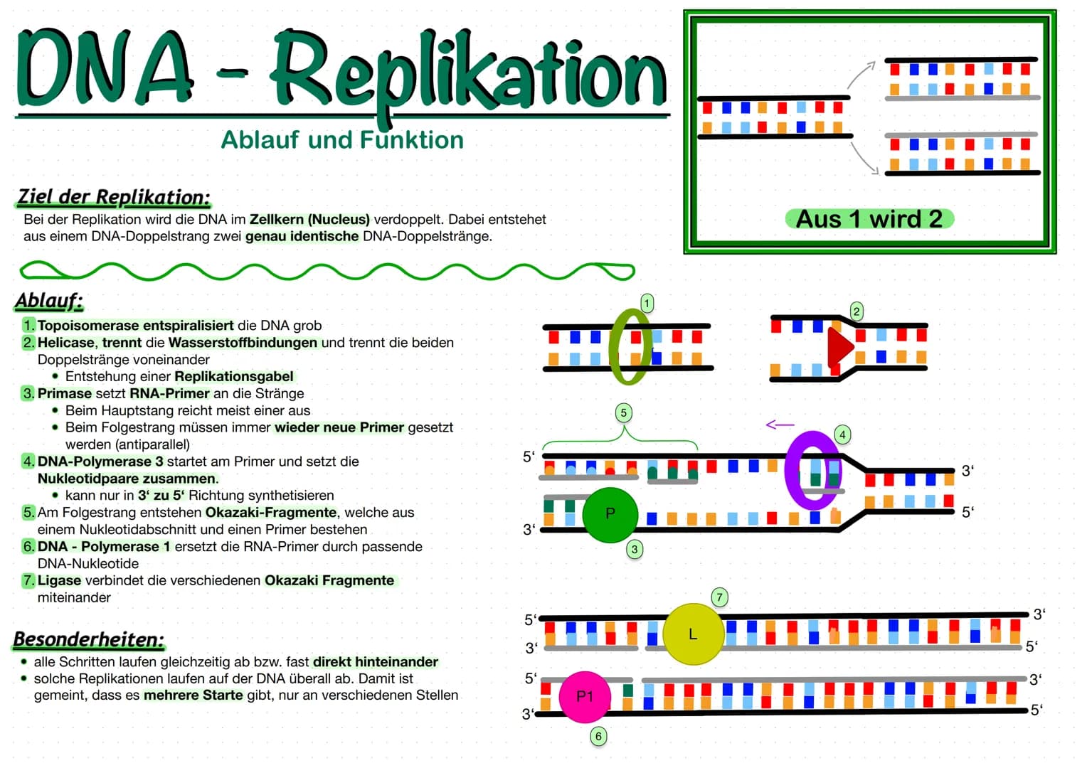 DNA - Replikation
Ablauf und Funktion
Ziel der Replikation:
Bei der Replikation wird die DNA im Zellkern (Nucleus) verdoppelt. Dabei entsteh