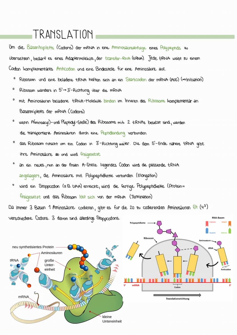 Die Proteinbiosynthese (PBS) ist die Neubildung von Proteinen in Zellen und damit der für alle Lebewesen
zentrale Prozess einer Genexpressio