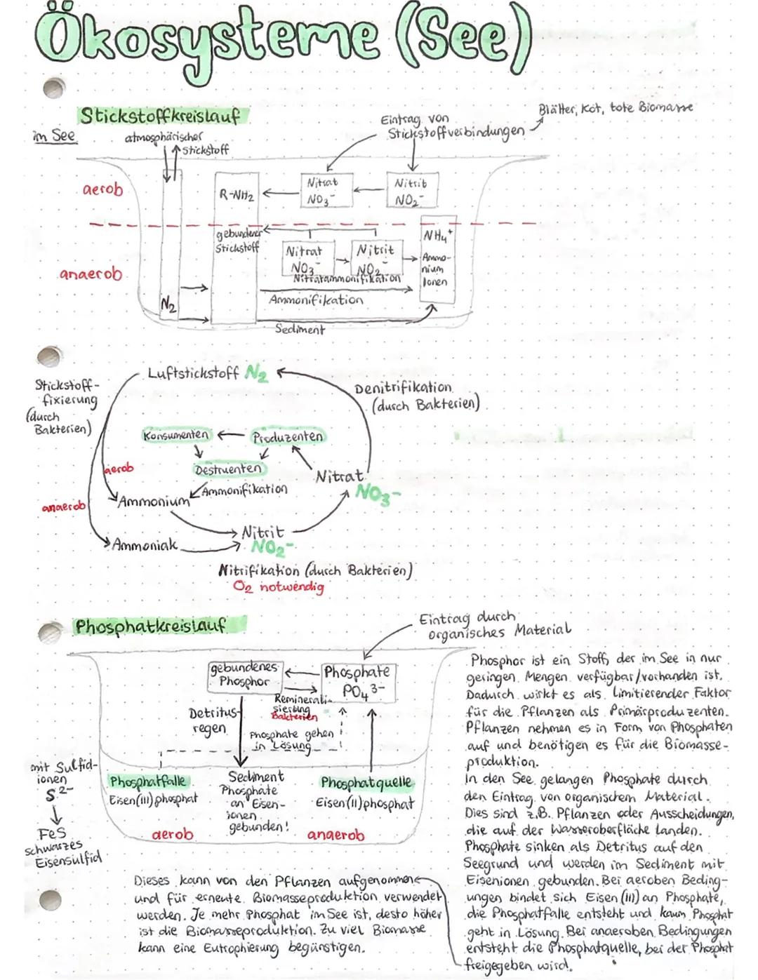 Ökosysteme (See)
Eintrag von
Stickstoffverbindungen.
im See
Stickstoffkreislauf
atmosphärischer
aerob
anaerob
Stickstoff-
fixierung
(durch
B