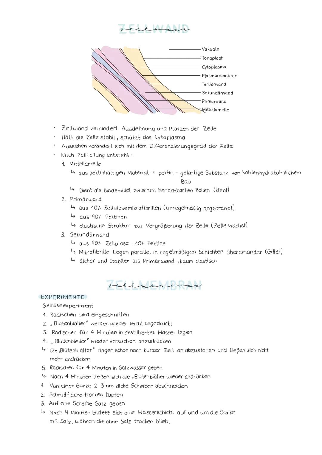 Lösung AB Osmose"
hypertonische Umgebung
(konzentrierter als innen)
außen
Durch den Wasserverlust
schrumpft der Zellkörper; die
Zellmembran 