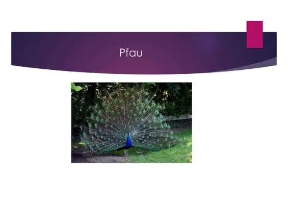 Know Pfau thumbnail