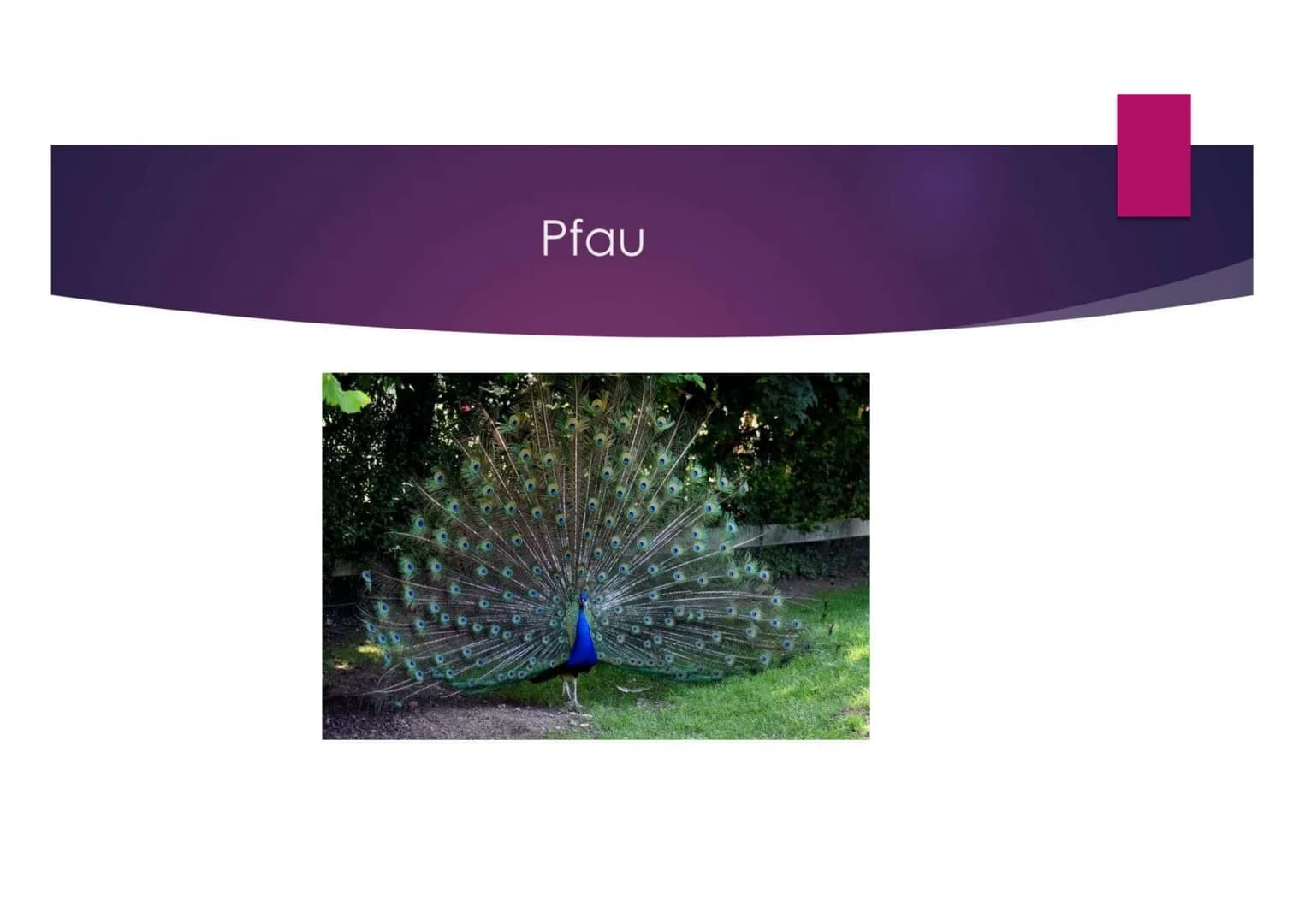 Pfau Inhalt
AUSSEHEN, KÖRPER
VORKOMMEN
NAHRUNG
QUELLEN Aussehen, (Körper)
GRÖBE: 1,20M BIS 140M
GEWICHT: 2KG BIS 6KG
ALTER: 10 BIS 30 JAHRE
