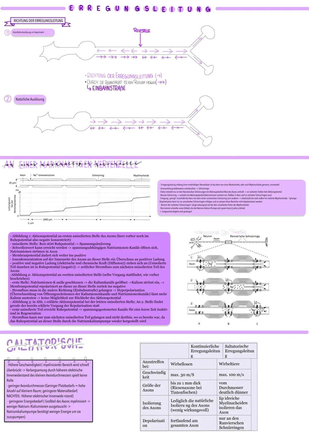 aktionspotential
Nowenimpny KURZZETTIGE POURISATION SUMMEHR AN ANONMEMBRAN
↳ INNERHALB VON AMUSMINDE MEMBRANPOTENTIAL DREHT SICH VON -70 ml 