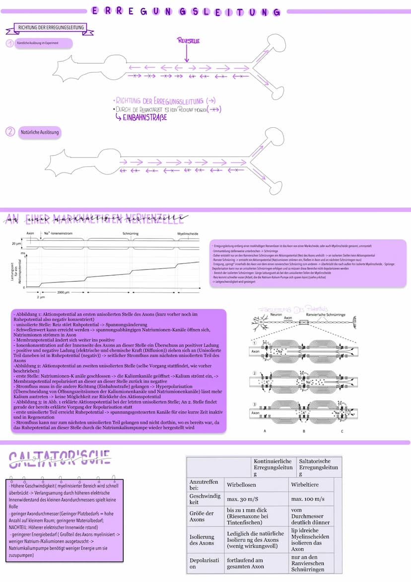 aktionspotential
Nowenimpny KURZZETTIGE POURISATION SUMMEHR AN ANONMEMBRAN
↳ INNERHALB VON AMUSMINDE MEMBRANPOTENTIAL DREHT SICH VON -70 ml 