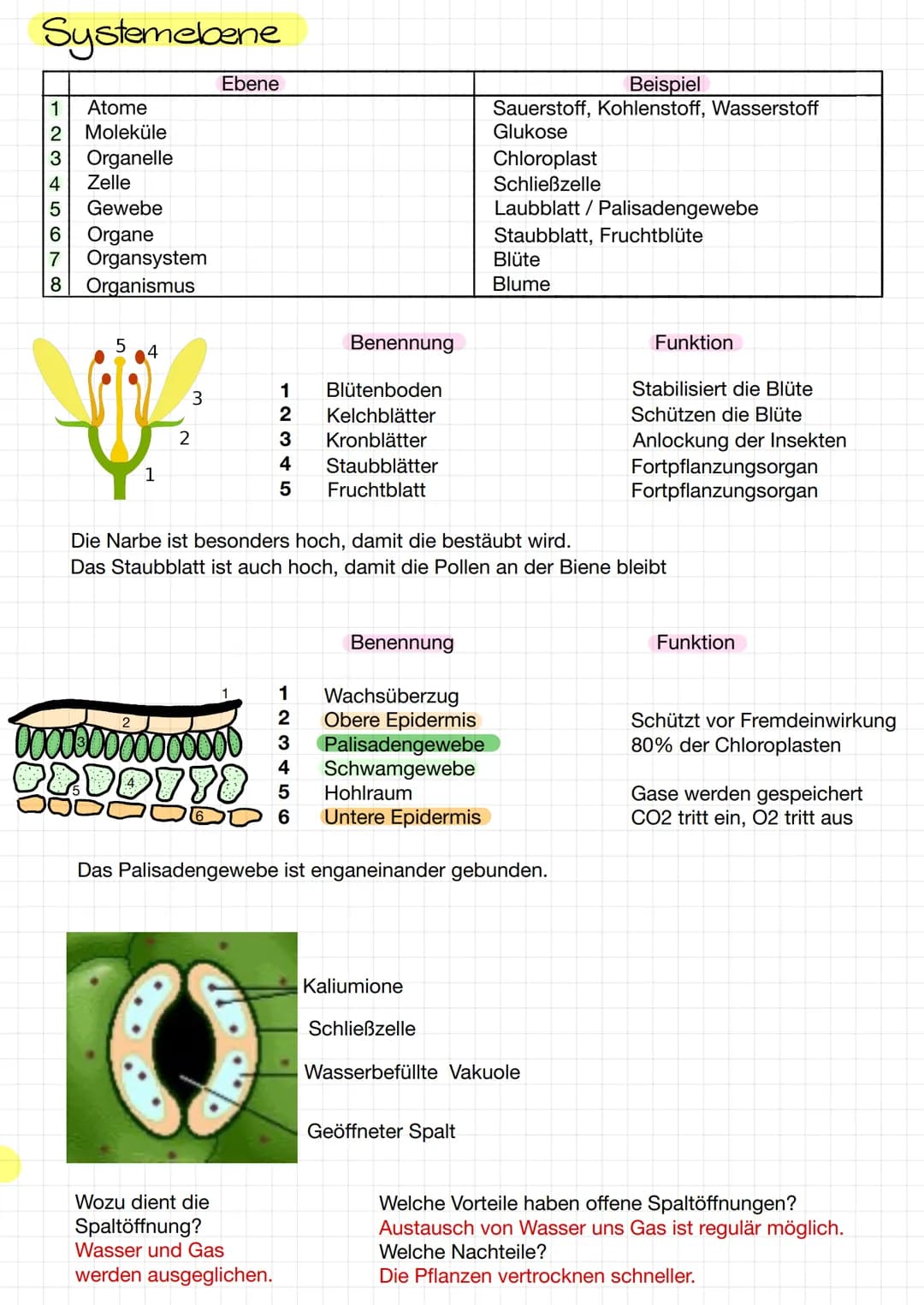 
<p>Die Systemebenen in der Biologie umfassen Atome, Moleküle, Organelle, Zellen, Gewebe, Organe, Organsysteme und den Organismus. Jede Eben