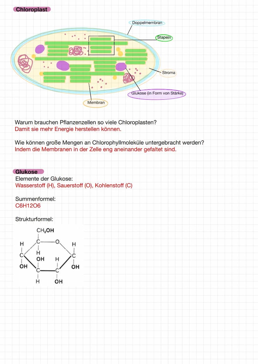 
<p>Die Systemebenen in der Biologie umfassen Atome, Moleküle, Organelle, Zellen, Gewebe, Organe, Organsysteme und den Organismus. Jede Eben