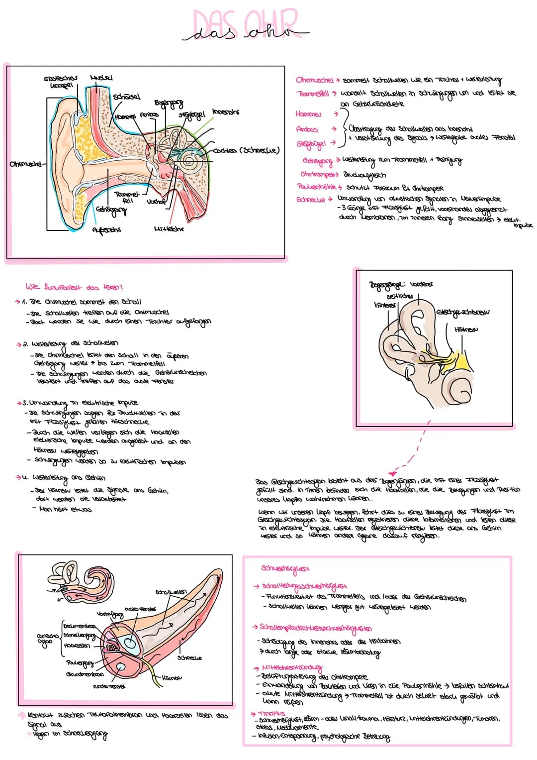 Allgemein:
das Ohr (hōren)
das Auge (sehen)
der Geschmackssinn (schmecken)
die Nase (riechen)
die
Haut (fählen )
. der Gleichgewichtssinn (B