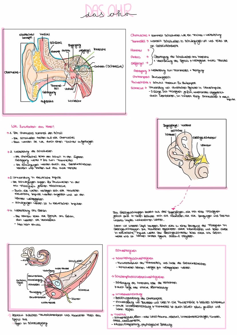 Allgemein:
das Ohr (hōren)
das Auge (sehen)
der Geschmackssinn (schmecken)
die Nase (riechen)
die
Haut (fählen )
. der Gleichgewichtssinn (B
