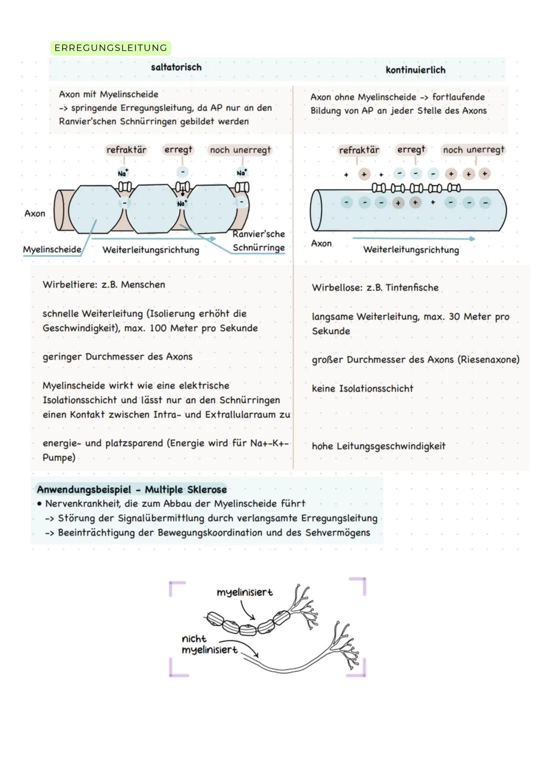 Axon
ERREGUNGSLEITUNG
Axon mit Myelinscheide
-> springende Erregungsleitung, da AP nur an den
Ranvier'schen Schnürringen gebildet werden
Mye