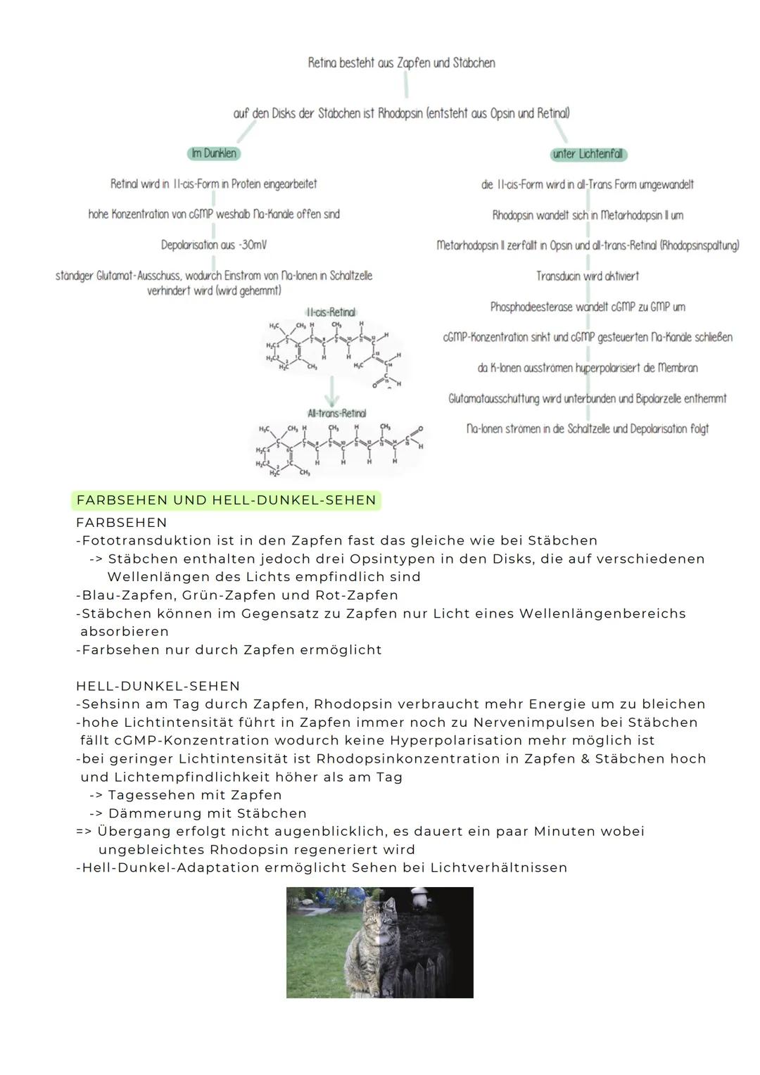 Axon
ERREGUNGSLEITUNG
Axon mit Myelinscheide
-> springende Erregungsleitung, da AP nur an den
Ranvier'schen Schnürringen gebildet werden
Mye